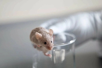 Плавание помогло крысам защитить сосуды легких