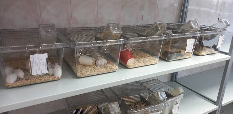 Ученые ТГУ выяснили, что отклонения в питании мышей провоцируют стресс